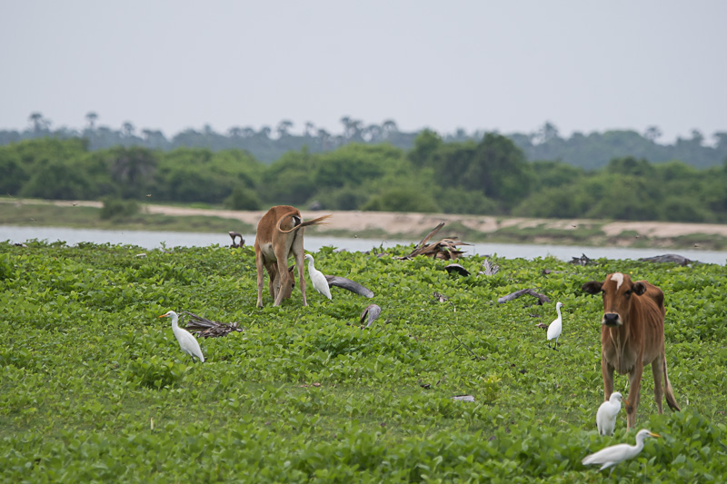 Oostelijke Koereiger